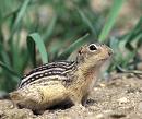 greenville, mi chipmunk and ground squirrel trapping services.